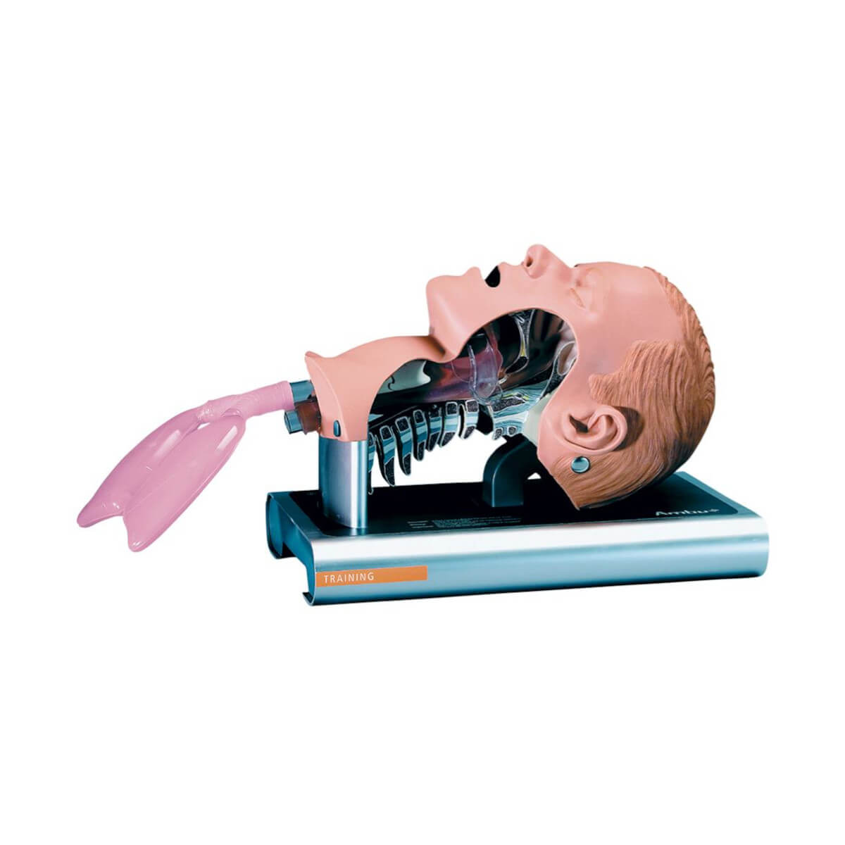 Fantom glowy do nauki intubacji Ambu Airway Management Trainer